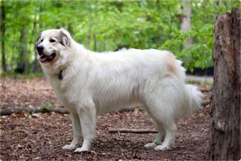 Great Pyrenees - Puppy, Price, Temperament, Shedding, Size | Animals Adda