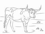 Cow Coloring Pages  Free Printable For Kids sketch template
