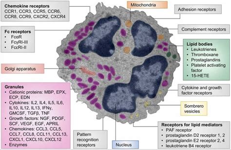 Eosinophils, eosinophils function, causes of high and low eosinophils