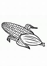 Coloring Pages  Corn Stalk Page sketch template