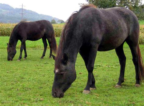 Who First Domesticated Horses? The History News of the Week - New Historian