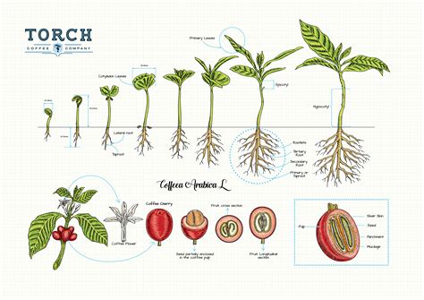 Resources-Torch Coffee Labs