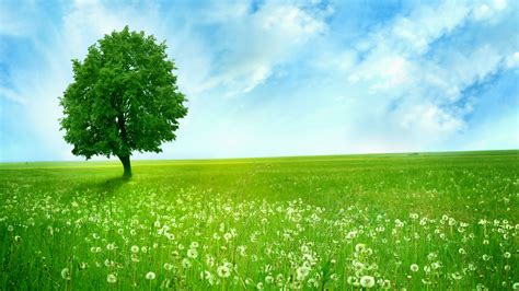 Green Nature Background Full Hd - 1920x1080 - Download HD Wallpaper - WallpaperTip