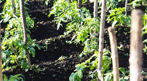 Tomato Plant Spacing: Everything You Need to Know | Plant roots, Plant spacing, Veg garden