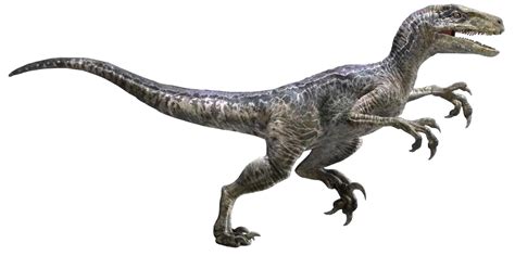 Jurassic World Velociraptor Blue Render 7 by tsilvadino on DeviantArt