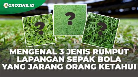 Mengenal Beberapa Jenis Rumput Jadi Standar Internasional Lapangan Sepak Bola. JIS GBK Pake Apa ...