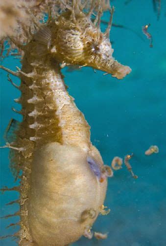 male seahorse giving birth. Underwater Creatures, Underwater Life ...