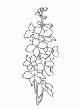 Larkspur Coloring Page Pages sketch template