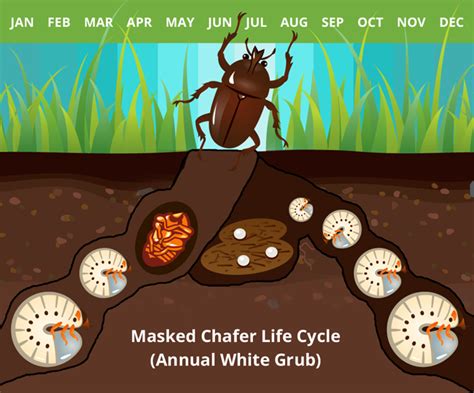 White Grub Life Cycle Chart