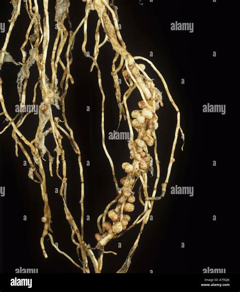 Rhizobium root nodules on Vicia faba field bean for gaseous nitrogen fixation Stock Photo - Alamy