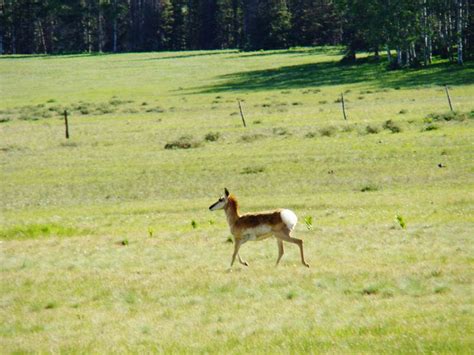 Antelope, Northern NM, near Chama | Wildlife nature, Wildlife, New mexico