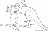 Kangaroo Fighting Coloring Page For Kids  Free Printable sketch template