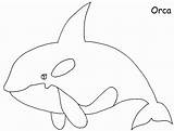 Orca Coloring Page  Home sketch template