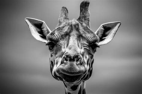 Free Images : animal, giraffe, head and black, white 2999x1999 - - 1369130 - Free stock photos ...