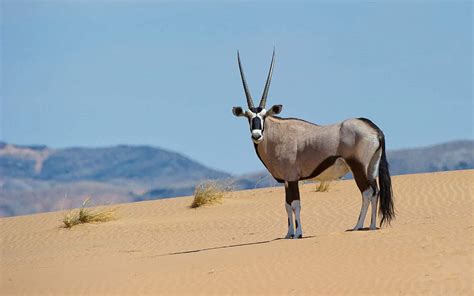 Antelope Species of Southern Africa | African Travel Canvas