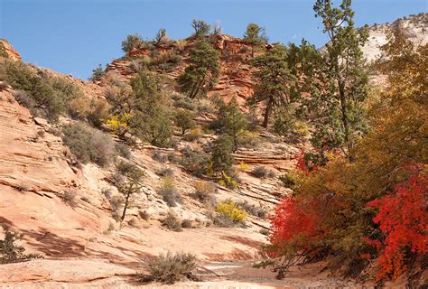 Fall Colors at Zion National Park Photograph by John M Bailey