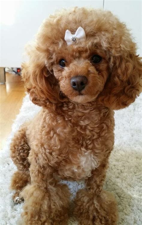 Toy Poodle Haircuts Photos - Dress The Dog - clothes for your pets!