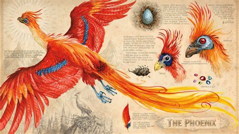 Fawkes the Phoenix — Harry Potter Fan Zone