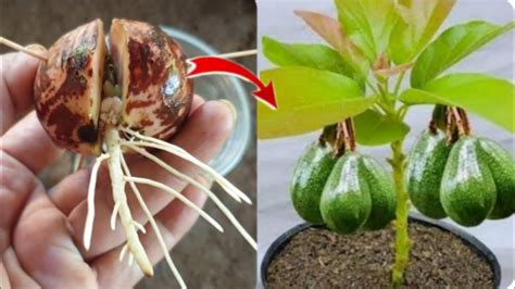 Simple method propagate AVOCADO Tree with water to take Roots quickly# ...