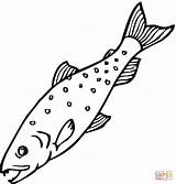 Salmon 13 coloring page  SuperColoringcom sketch template