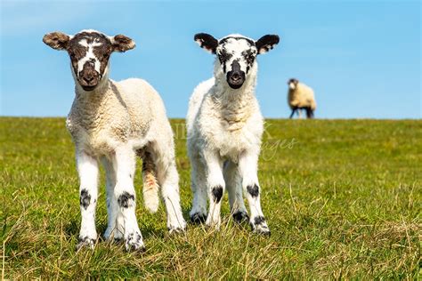 Spring Lambs Photographic Print- andybeckimages.co.uk