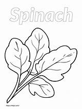 Spinach Vegetables Clipart Clip Pages Bunch Leaves Coloring Colouring  sketch template