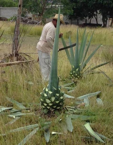 Harvesting Espadin Agave for Mezcal in My Front Yard: Teotitlan del Valle, Oaxaca | Oaxaca ...