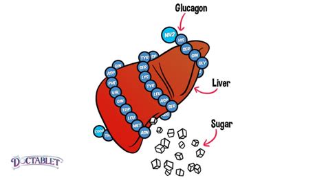 Glucagon Definition, What does is the function of glucagon - Doctablet®