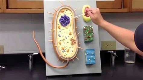 Prokaryotic Cell Model | Prokaryotic cell, Cell model, Prokaryotic cell model