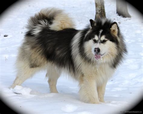 Alaskan Malamute Wallpaper (60+ images)