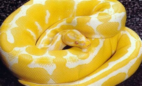 Albino Boa Constrictor Discovered in Fort Worth Goodwill Donations