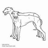 Whippet Coloring Pages At GetDrawings  Free Download sketch template