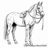 Arabian Horse Coloring Pages  Free & Printable sketch template