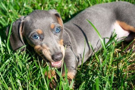 Blue Dachshund: Breed Info, Pictures, Traits & Puppies | Hepper