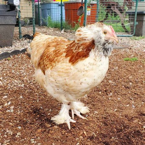 Top 8 Friendliest Chicken Breeds (Best Pet Chickens With Pictures)