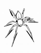 Spider Coloring Template Coloring Pages sketch template