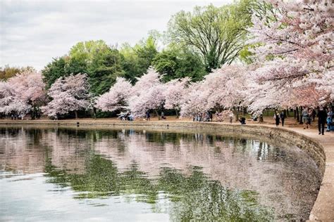 10 Stunning Spots In Which To Admire The Cherry Blossoms This Season - Secret DC