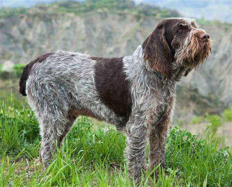 Spinone Italiano - Complete History and Development - Project Upland