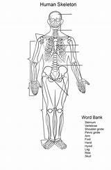 Human Skeleton Worksheet Coloring Pages  Cool sketch template
