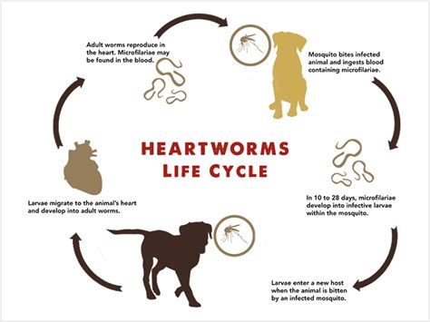 HeartWorms In Pets | DiscountPetCare