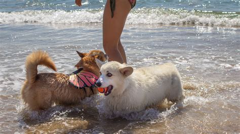 Best Dog-Friendly Beaches in L.A., Both On and Off Leash