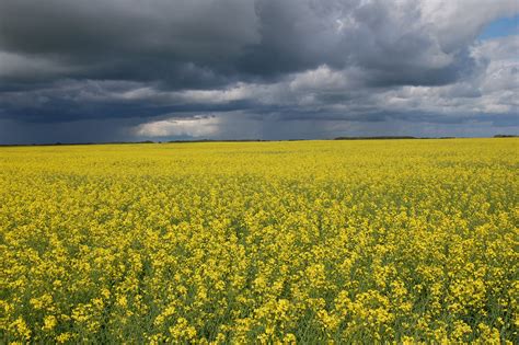 File:Canola field.jpg - Wikimedia Commons