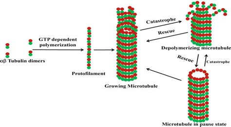 1 Regulation of tubulin assembly and disassembly | Download Scientific ...