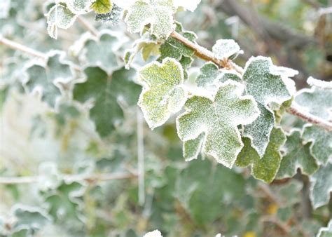 Free Images : tree, nature, branch, cold, winter, morning, leaf, flower ...