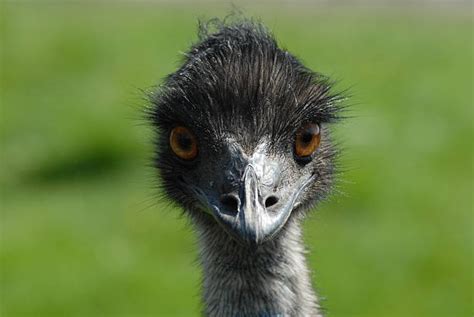 30+ Angry Emu Stock Photos, Pictures & Royalty-Free Images - iStock