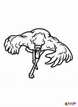 Ostrich Bird Coloring Page  Free Printable Pages sketch template