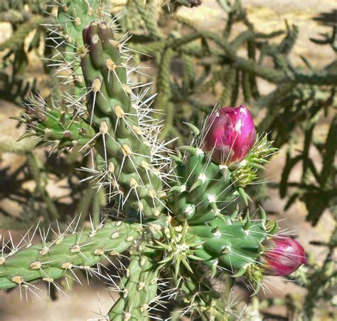 Cholla Cactus - Learn About Nature