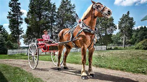 World's tallest horse Big Jake dies in Wisconsin at age 20 - Wausau Pilot & Review