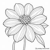 Zinnia Coloring Pages  Free & Printable sketch template