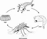 Mosquito Life Cycle Vector Art Icons And Graphics For Free Download sketch template